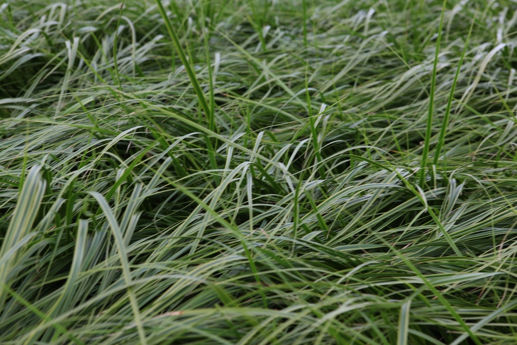 CAOEVERL_20160708073042_xlarge.jpeg
