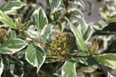 COASVARI_20250730155312.JPG