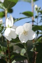 PHSNOWBE_20250730161436.JPG