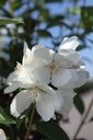 PHSNOWBE_20250730161444.JPG