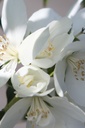 PHSNOWBE_20250730161450.JPG