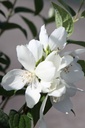 PHSNOWBE_20250730161500.JPG