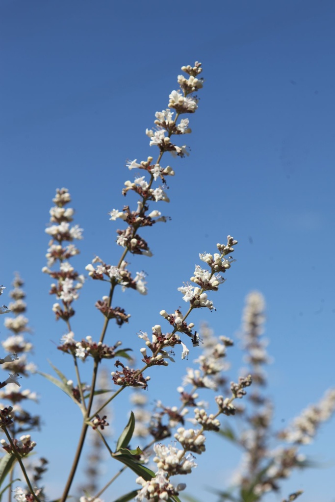 VIACALBU_20250730164602.JPG