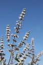VIACALBU_20250730164602.JPG