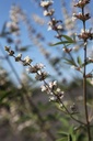 VIACALBU_20250730164608.JPG