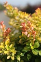 BETLIMON_20250731093842.JPG