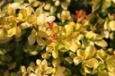 BETLIMON_20250731093854.JPG