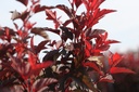 PHOLANGE_20250731091814.JPG