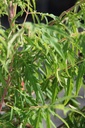 RHTDISSE_20250731094424.JPG