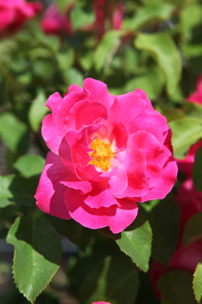 ROMELROS_20250801145654.JPG