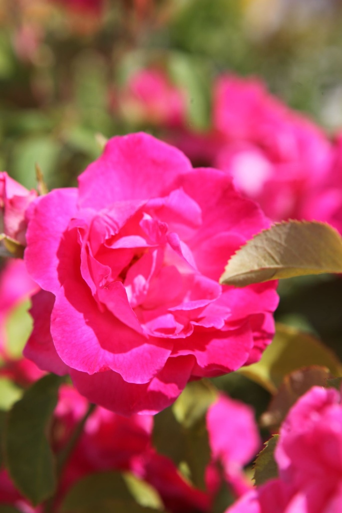 ROMELROS_20250801145656.JPG
