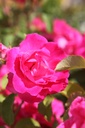 ROMELROS_20250801145656.JPG