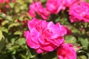 ROMELROS_20250801145718.JPG