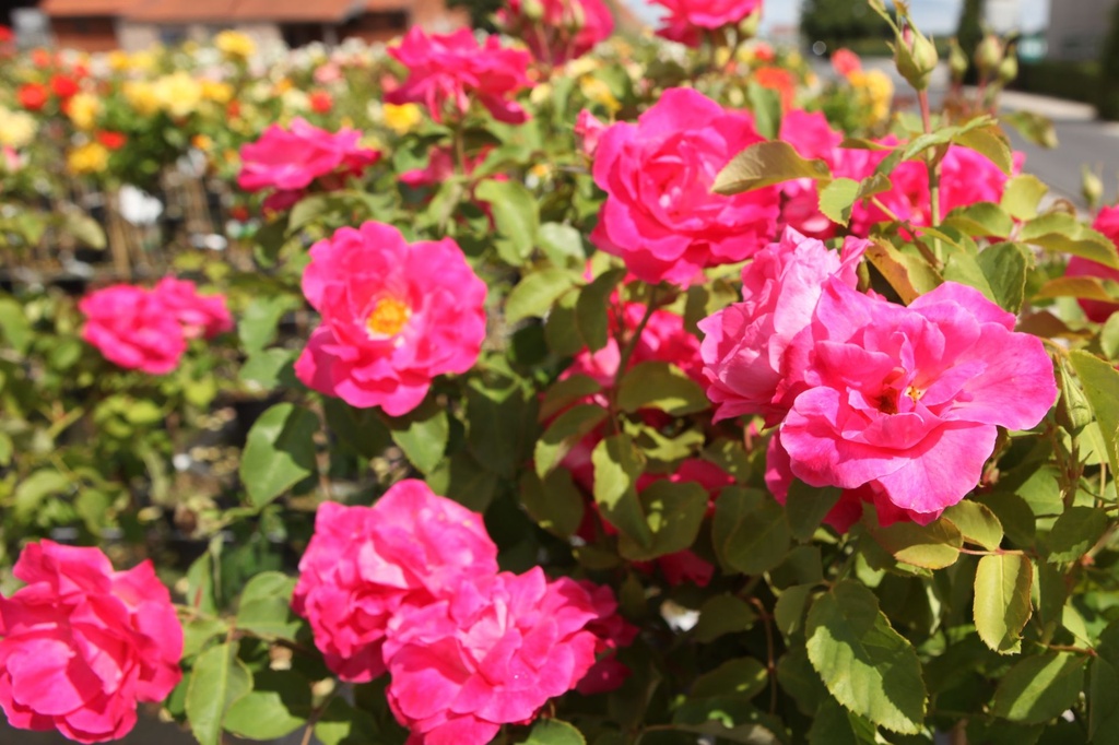 ROMELROS_20250801164055.JPG