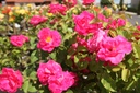ROMELROS_20250801164055.JPG
