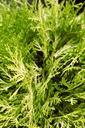 THODAURE_20250801141110.JPG