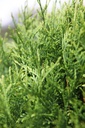 THOGEGG_20250801141544.JPG