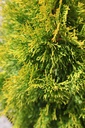 THOGSMAR_20250801143034.JPG