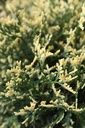 THOPICCA_20250801165543.JPG