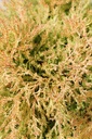 THORHEIN_20250801140756.JPG