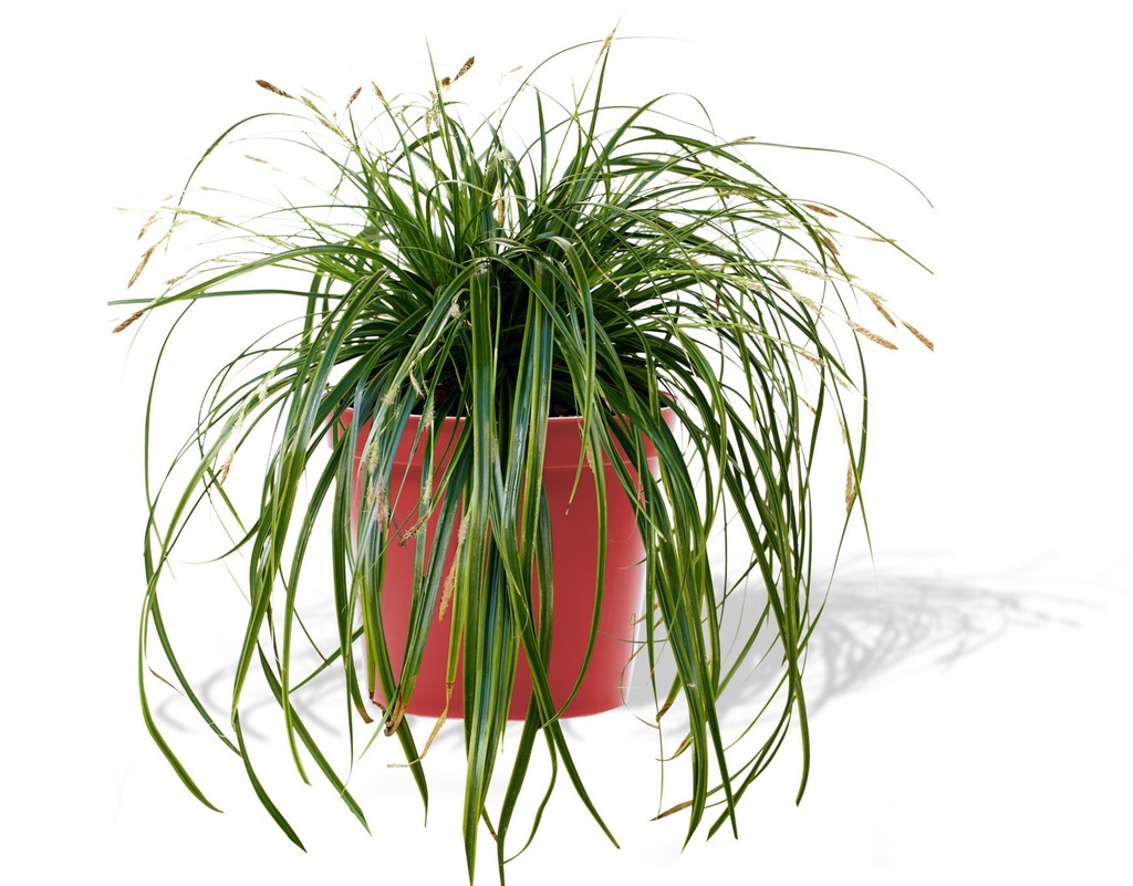 CAOEVERL_20150610150246_xlarge.jpeg