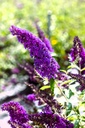 BUDPSKY_20250805111024.JPG