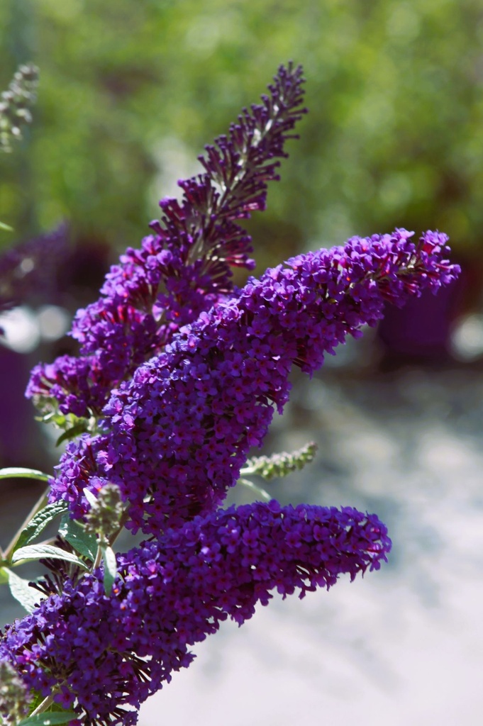 BUDPSKY_20250805111026.JPG