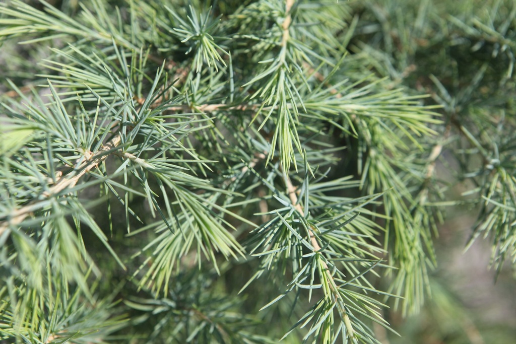 CEDEODAR_20250805104618.JPG