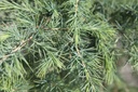 CEDEODAR_20250805104618.JPG