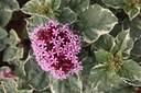 CLBPDIAM_20250805135608.JPG