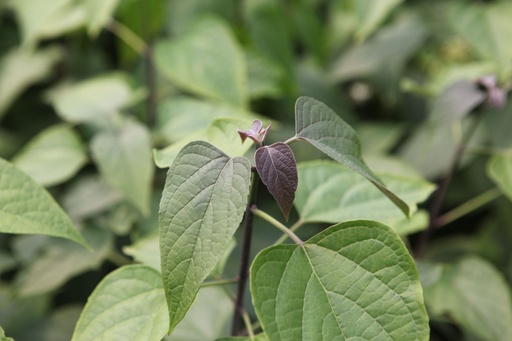 CLTRICHO_20250805135542.JPG
