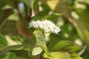 COAAUREA_20250805114356.JPG