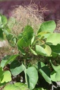 COCOGGYG_20250805144906.JPG