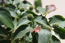 COKSCHME_20250805152458.JPG