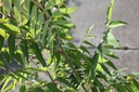 RHTDISSE_20250805094430.JPG