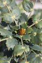 MAJHIVER_20250805142058.JPG