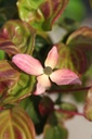 COKSATOM_20250806101504.JPG