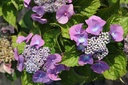 HYMBLAUM_20250806111404.JPG