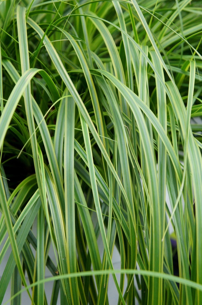 CAOEVERL_20130819221707_xlarge.jpeg