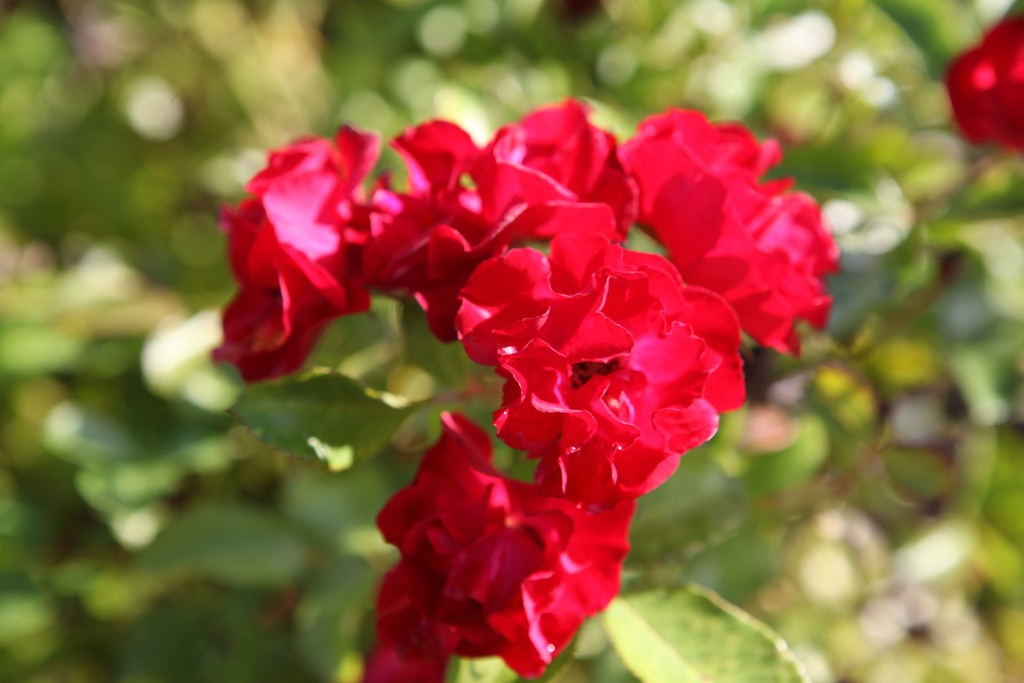 ROMFAIRY_20250821104106.JPG