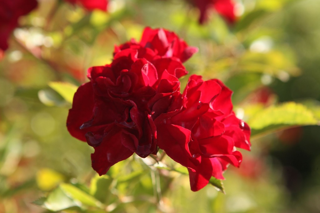 ROMFAIRY_20250821104110.JPG