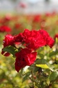 ROMFAIRY_20250821104112.JPG