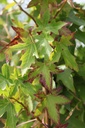 LISWORPL_20250821151816.JPG