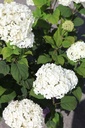 HYAFLOWE_20250821152208.JPG