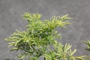 SANGTOWE_20250821151010.JPG