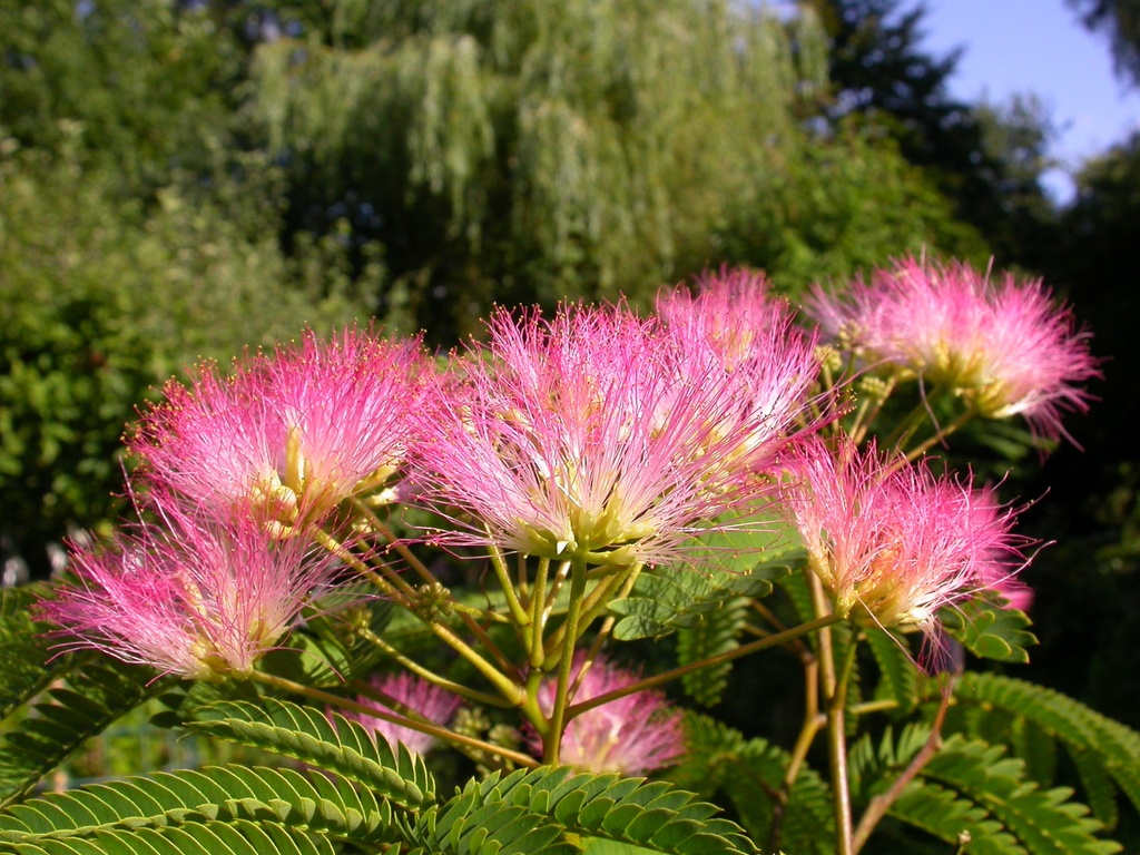 ALJTDREA_20080812172735.jpg