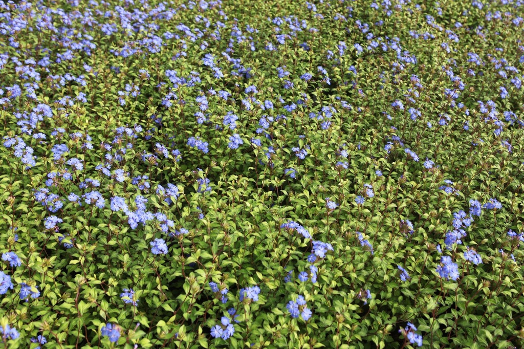 CEWFBLUE_20250902105735.JPG