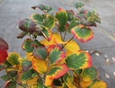FOMAJOR_20251106104656.JPG