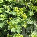 ALMOLLIS_20230811142903.jpg