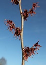 HAIRGLOW_20260120115823.JPG